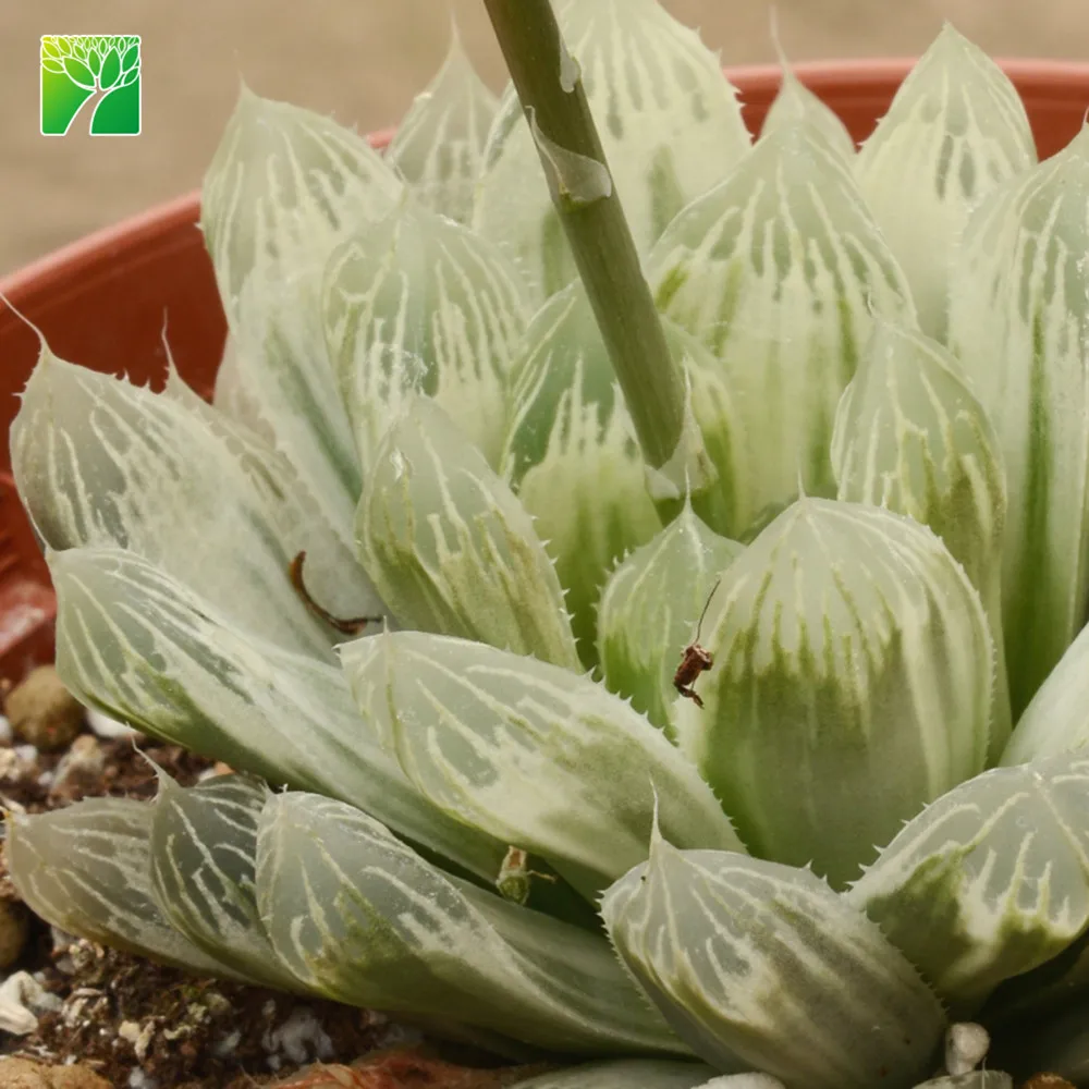 
Low price wholesale succulent plants natural Haworthia cooper i 