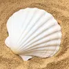Beautiful Varies Natural Raw Scallop Sea Shell For Home Fish Tank Decor