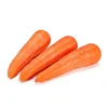 washed and polished fresh carrot