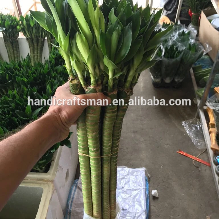 
factory price dracaena sanderiana chinese indoor live aquatic potted plants lotus lucky bamboo 