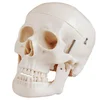 skull skeleton model/Natural size skull model with muscles