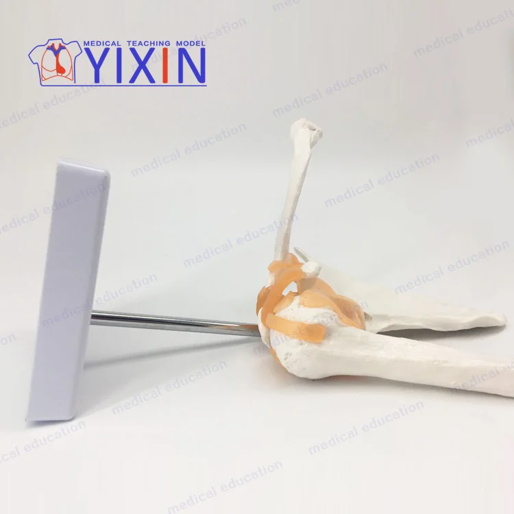 
Human shoulder joint model Clavicular-acromioclavicular arthroscopic operation demonstrates human joint of skeletal model 