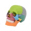 high quality colorful human skull model Removable skull model