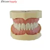 BF Type soft gum study teaching dental teeth model with screw fixed for dentist