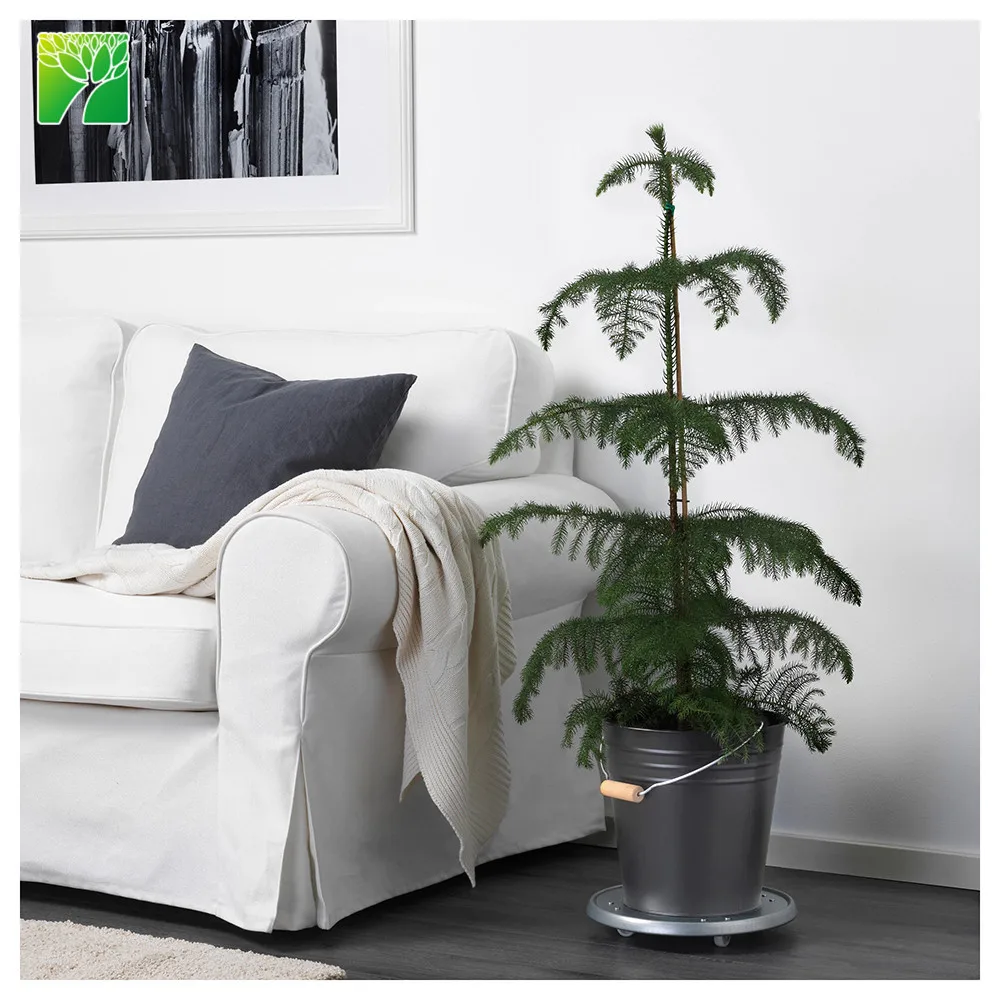 
Hot sale outdoor garden decoration real natural arbor tree plant christmas pine tree Aurocaria axcelsa 