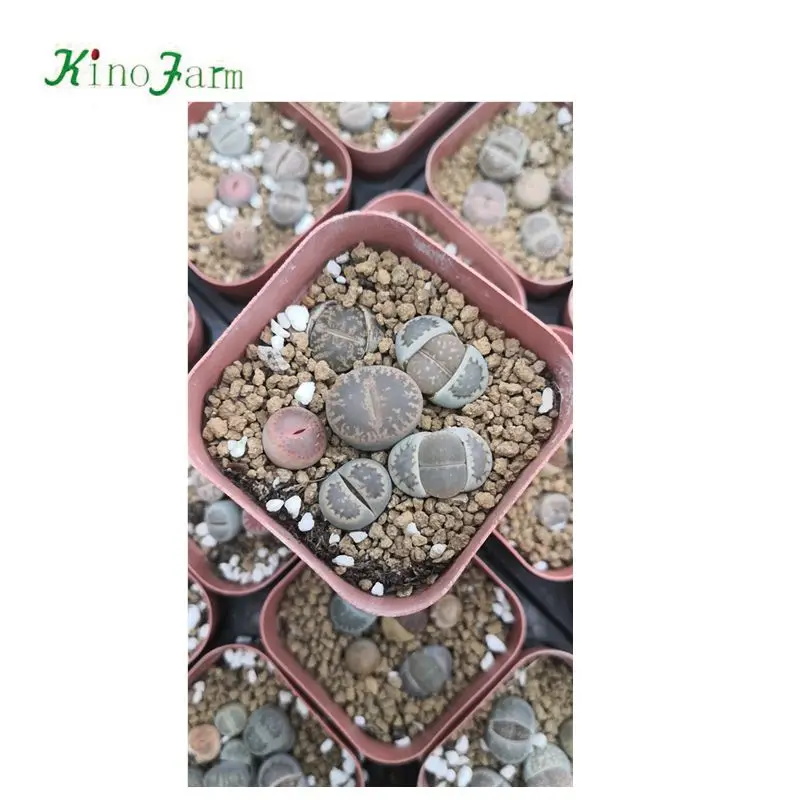 
Lithops cactus 
