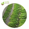 New Crop Frozen Green Asparagus and IQF Green Asparagus Cuts