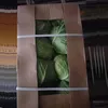 new season fresh round and flat cabbage supplying all the year round to world