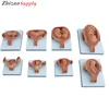 Fetus Development Models,Uterus and Embryo Anatomy Models