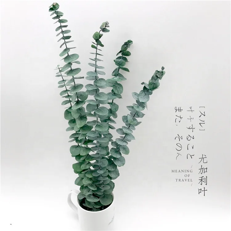 

K-3117 Hot Sale Wholesale Preserved Willow Silver Dollar Eucalyptus, 3 colors