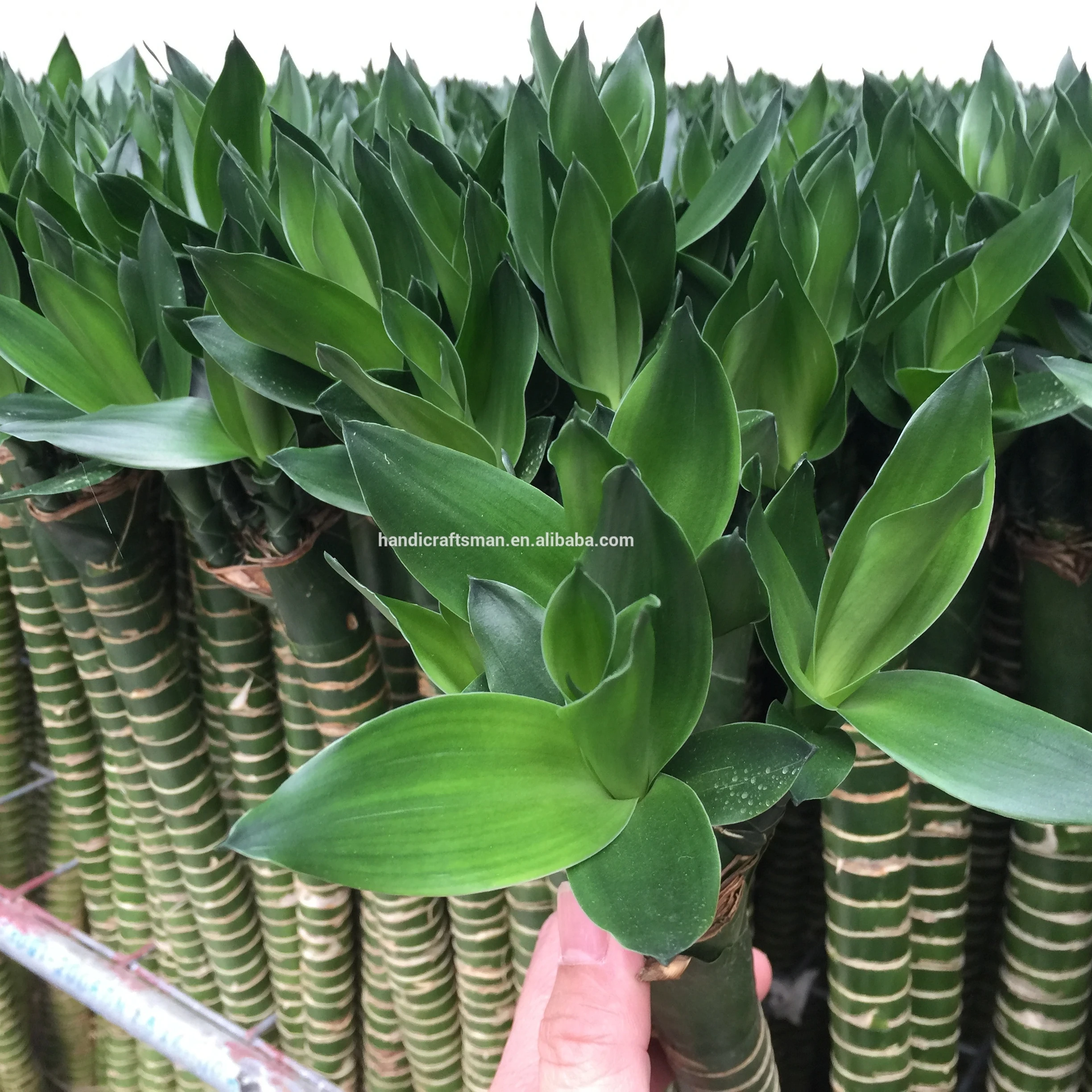 
factory price dracaena sanderiana chinese indoor live aquatic potted plants lotus lucky bamboo 