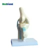 Factory Price Rigid Basic Knee Joint Model