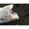 Frozen Oilfish Escolar HGT From China Biggest Supplier