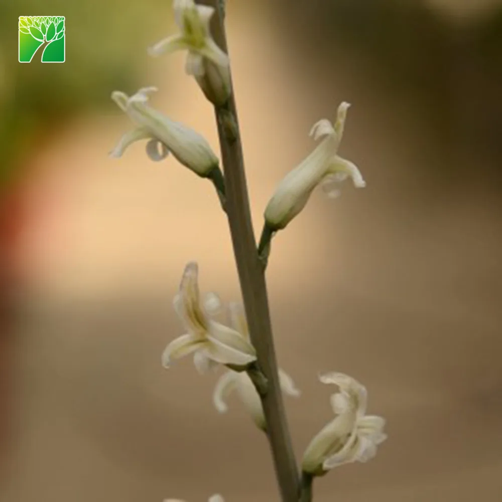 
Low price wholesale succulent plants natural Haworthia cooper i 