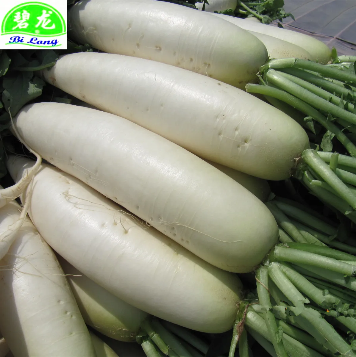Редиска белая длинная. Овощ похожий на редьку. Белый овощ. Белый овощ похожий на редьку. Китайский овощ похожий на редьку