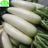 Chinese Fresh White radish direct manufacture Shandong local