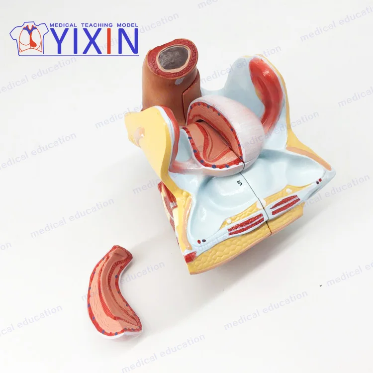 
Authentic female internal genital model uterus ovary reproductive structure genital anatomical model 