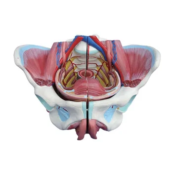 Vagina Medical Anatomy Model Female Study Transparent Female ...