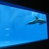 Aquarium tanks for Underwater World Restaurant