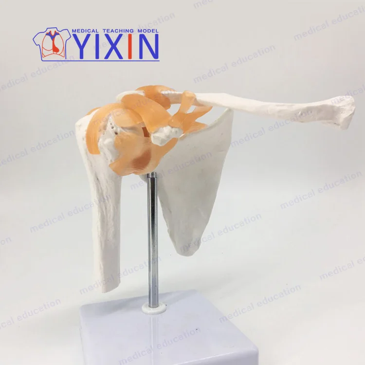 
Human shoulder joint model Clavicular-acromioclavicular arthroscopic operation demonstrates human joint of skeletal model 
