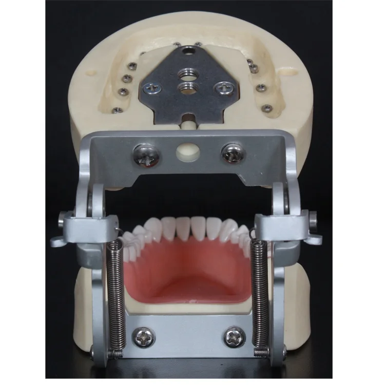 
low price human dental practice model /detachable teeth model 