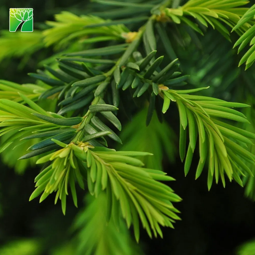 
Hot sale outdoor garden decoration real natural arbor tree plant christmas pine tree Aurocaria axcelsa 