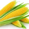 Feed Grade Yellow Corn / Yellow Maize / Yellow Corn Grains