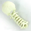 high quality human occipital bone model with cervical vertebra / orthopedic surgery model