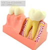 ENOVO/ Dental- Tooth anatomy, Human Oral Dental Medical Teaching Anatomical Model, 12599