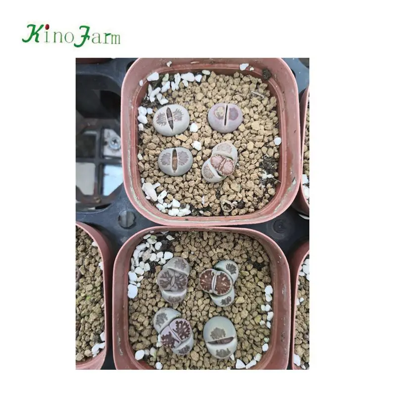 
Lithops cactus 