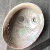 Natural Craft Raw Abalone Shell For Aquarium Landscape Crafts Decoration
