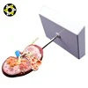 Custom made kidney medical science model anatomical with quality warrantee