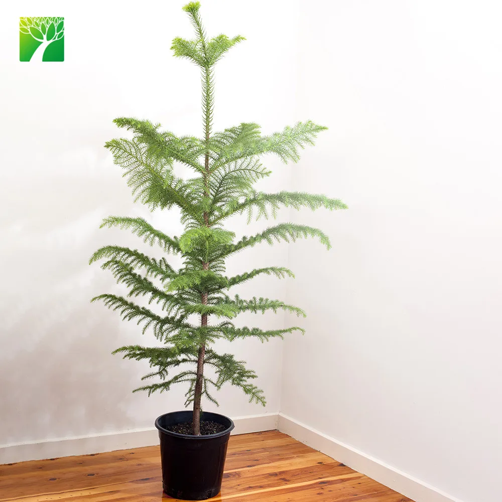 
Hot sale outdoor garden decoration real natural arbor tree plant christmas pine tree Aurocaria axcelsa 