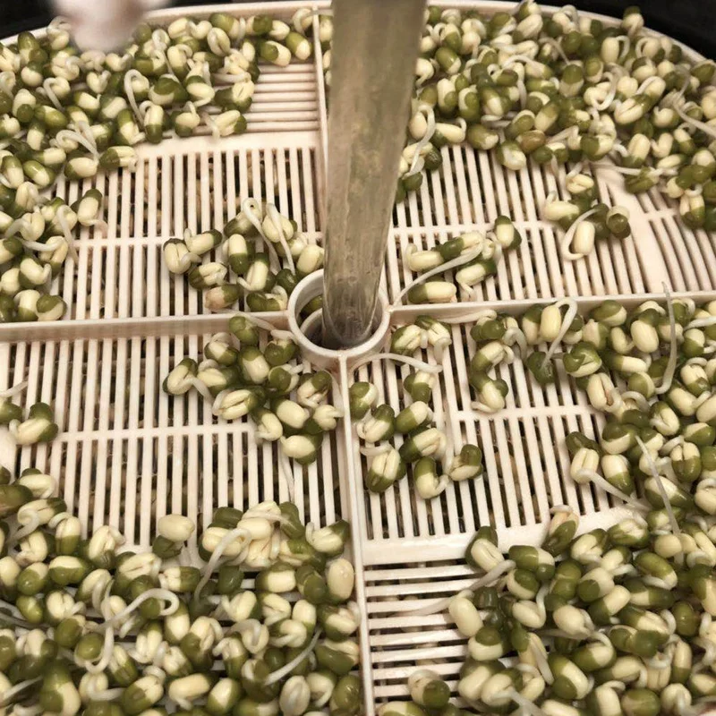 
Prime High Quality Green Mung Beans for Sprouting 
