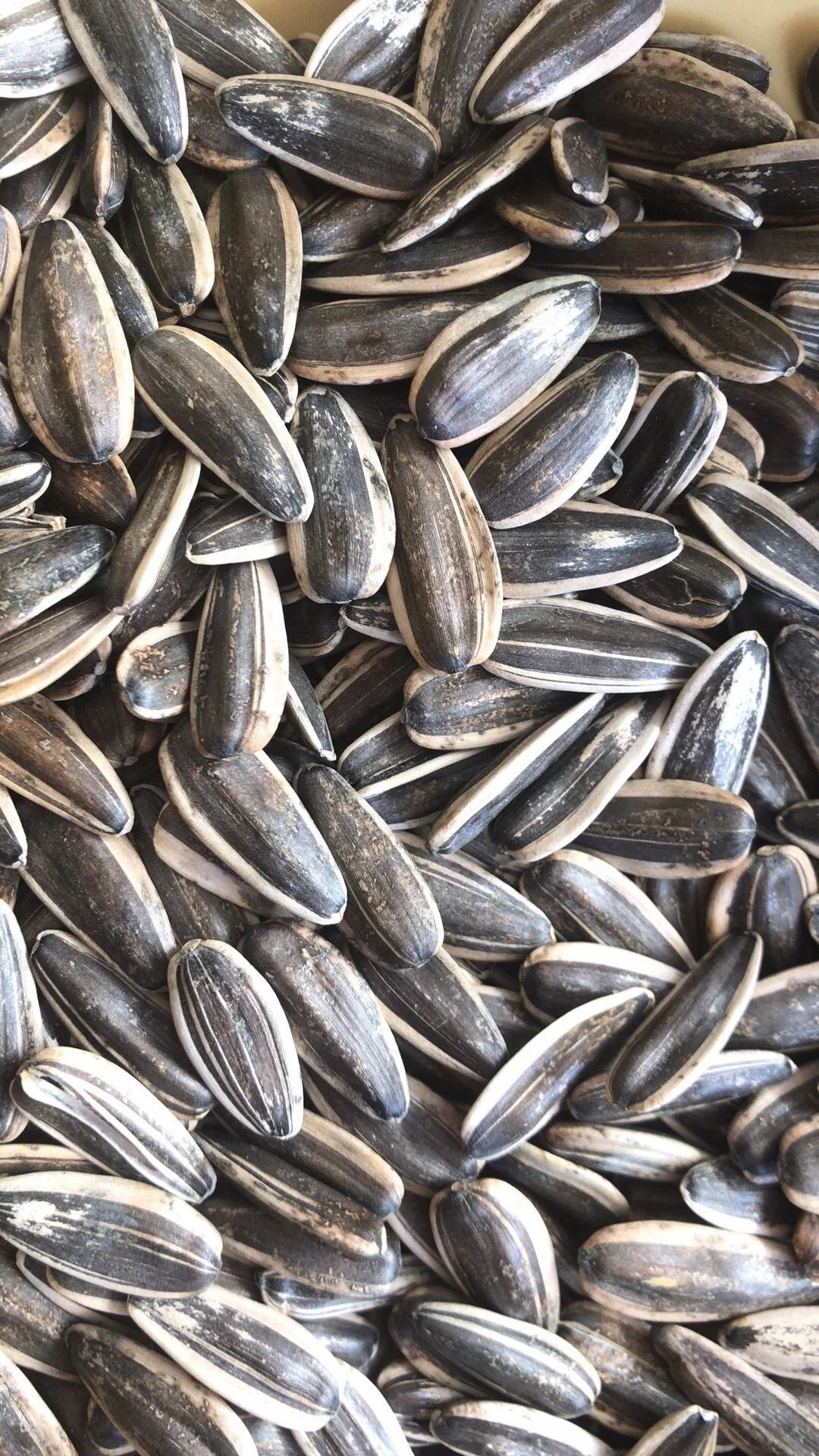 
different type of chinese sunflower seeds 361, 363, 5009, 601 Top Quality 