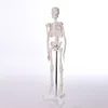 BIX-A1003 84CM durable human skeleton model
