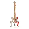 GelsonLab HSBM-108 Vertebral Column with Pelvis and Femur Heads and Painted Muscles Model