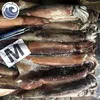 Good Sale Frozen Illex Squid 200-300g
