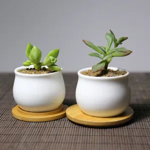 Image of Best selling wholesale white ceramic mini succulent pots with bamboo tray