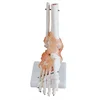 Articular skeleton model,Hand skeleton model