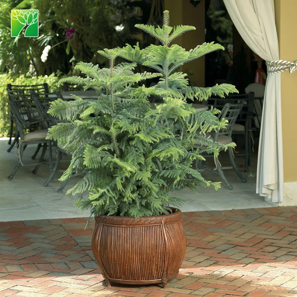
Hot sale outdoor garden decoration real natural arbor tree plant christmas pine tree Aurocaria axcelsa 