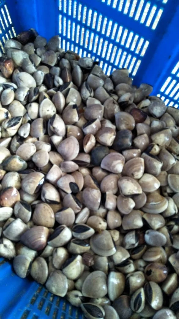 
Good Sale Frozen White Clams / Cooked Clam Meat Indonesia Seafood 