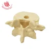 Medical Supplies desk demonstration Lumbar spine model Pen holder