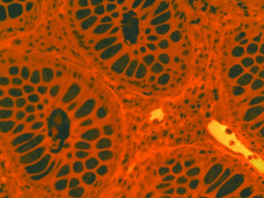 
fluorescent binocular microscope 