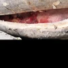 30kg up HGT frozen swordfish for sale