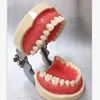 ARTICULATED SOFT GINGIVA Dental Anatomy Typodont Educational Model with 32 Removable Teeth for Teaching