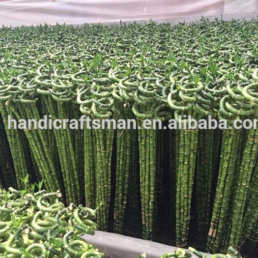 
factory price dracaena sanderiana indoor ornamental chinese fengshui live aquatic plants spiral lucky bamboo 