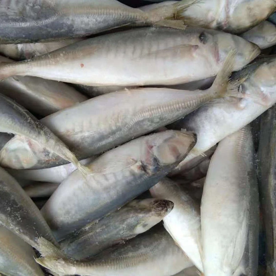冷冻鱼整轮竹荚鱼出售