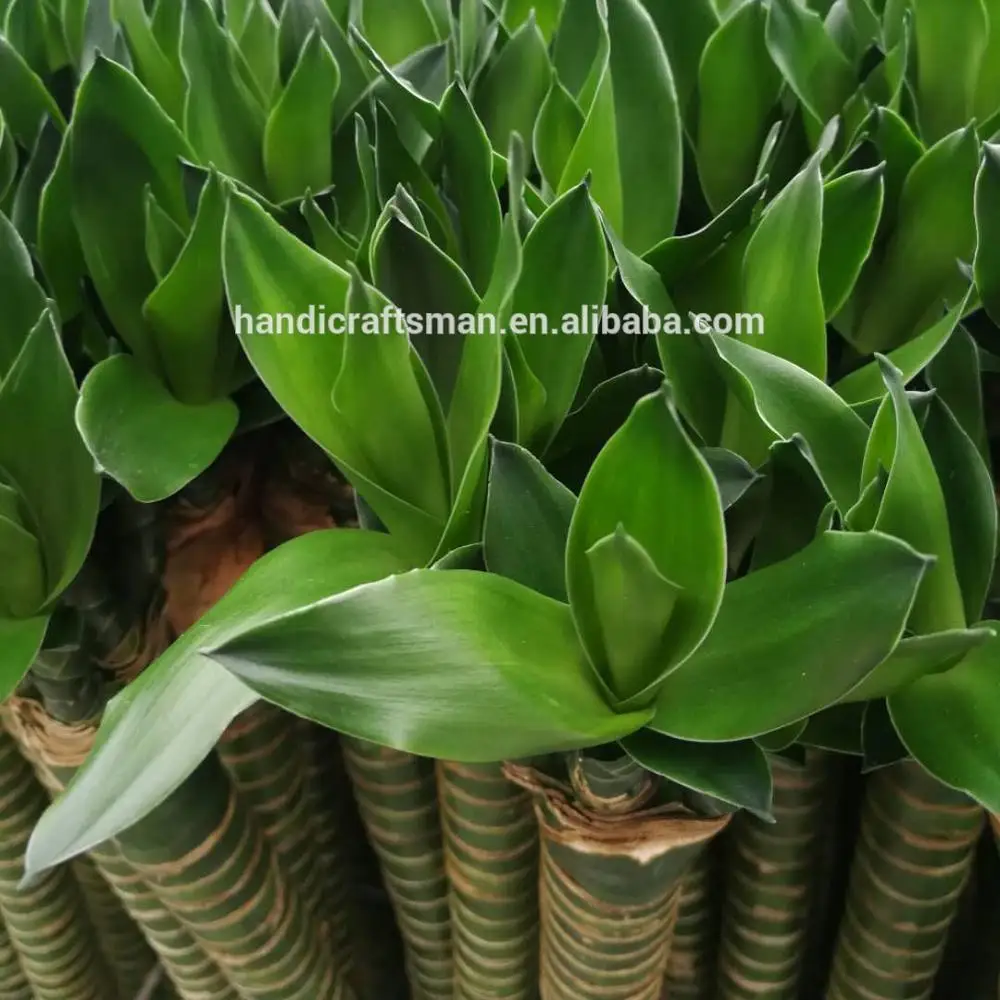 
factory price dracaena sanderiana chinese indoor live aquatic potted plants lotus lucky bamboo 