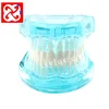 standard tooth model for dental study